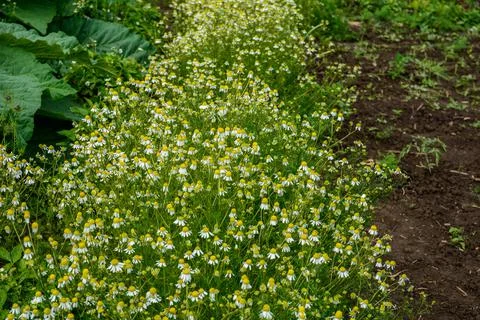 German Chamomile Flowers in Bloom in Springtime Stock Photos