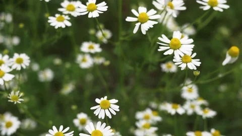 German chamomile in a garden Stock Footage 73119613