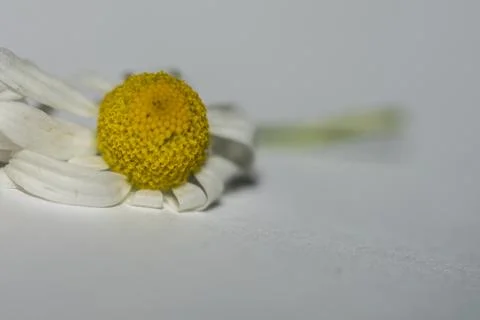 German Chamomile Macro Foto stock