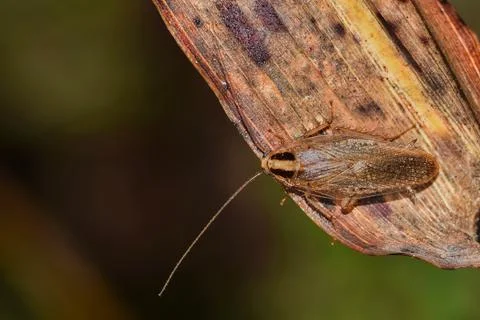 German Cockroach on dead leaf. Stock Photos