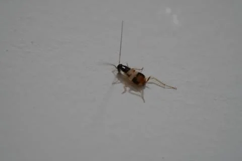 German Cockroach Insect Pest Control Close Up Photo Stock Photos