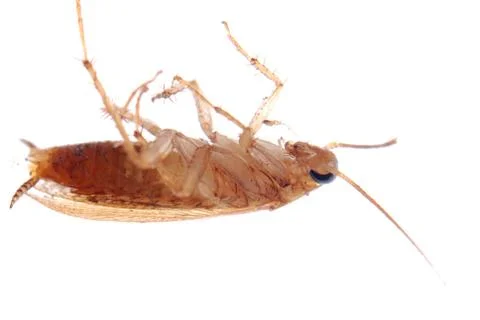 German cockroach isolated Foto stock
