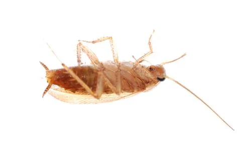 German cockroach isolated Stock Photos