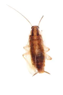 German cockroach isolated Stock-Fotos
