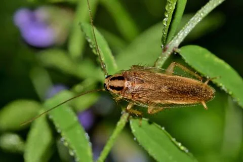 German Cockroach Stock-Fotos