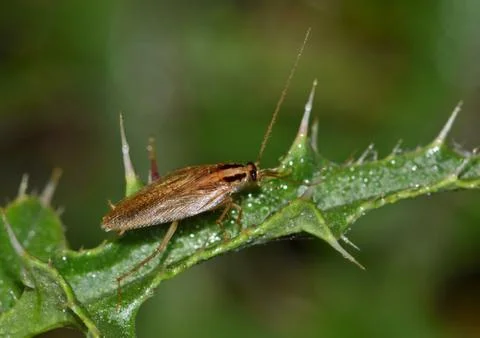 German cockroach on a thistle leaf. Stock Photos
