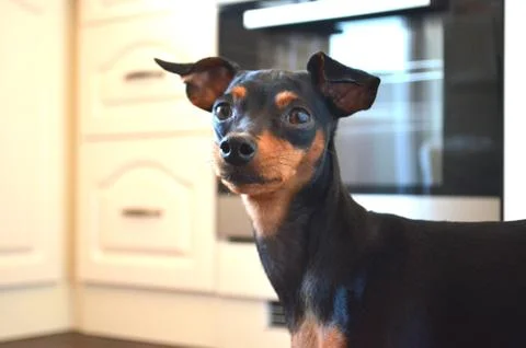 German dog breed - Miniature dwarf pinscher dog pet Stock Photos