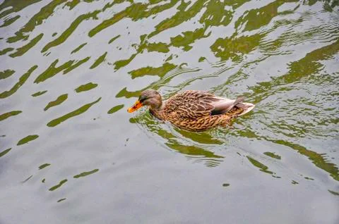 German duck Stock Photos