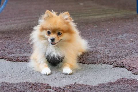 German dwarf Spitz, cute pet Stock Photos
