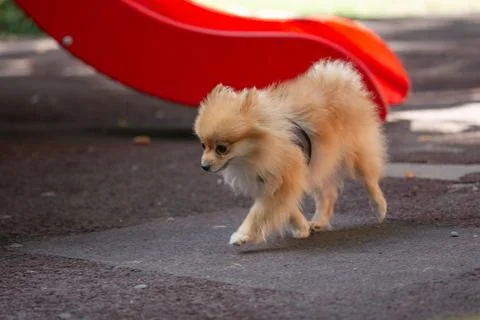 German dwarf Spitz, a small breed of dog, pet on a walk. Stock Photos
