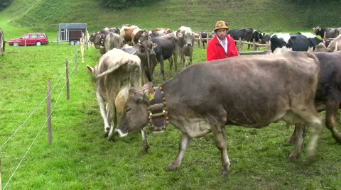German farmer driving cattles down from Alps Stock Footage
