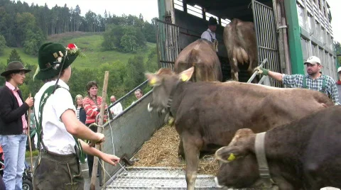 German farmer driving cattles down from Alps Stock Footage