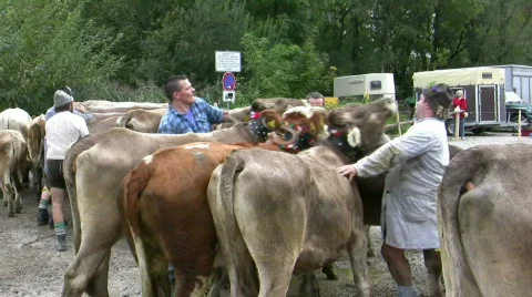 German farmer driving cattles down from Alps Stock Footage