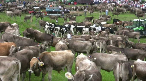 German farmer driving cattles down from Alps Stock Footage