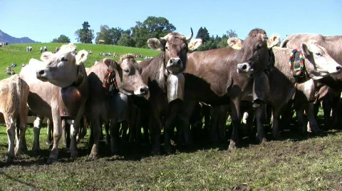 German farmer driving cattles down from Alps Stock Footage