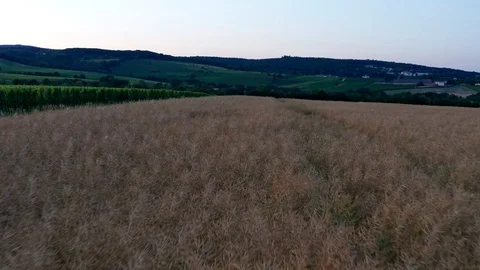 German field 库存影片 111905362