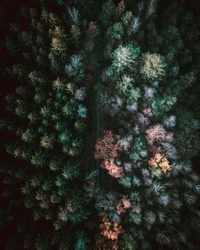 The German forest from above. Stock Photos