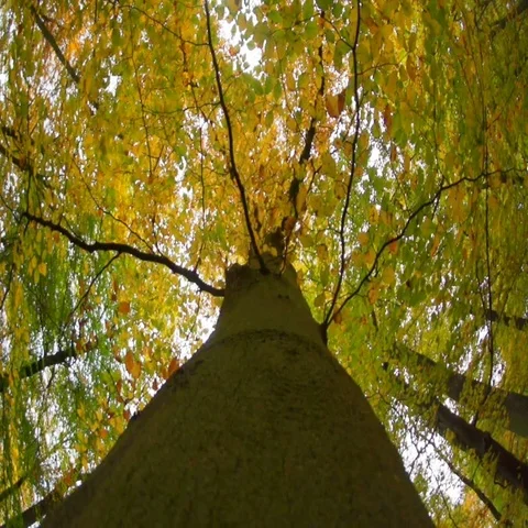 German forest in autumn, tree Stock Footage 69455060