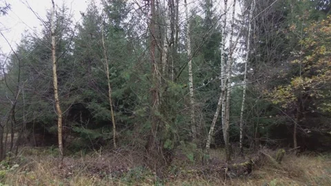 German Forest in the Fall Season - #7 Stock Footage 165287258