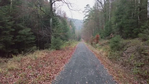 German Forest in the Fall Season - #9 Stock Footage 165287772