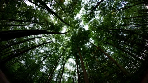 German Forest in motion Stock Footage 285790842