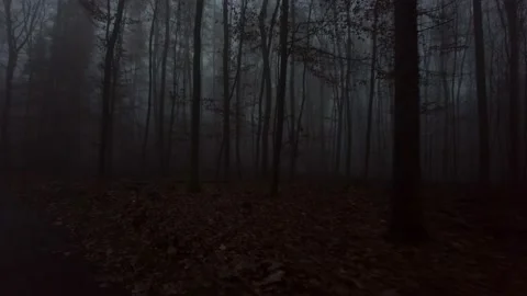 German Forest at night time #2 Stock Footage 165743793