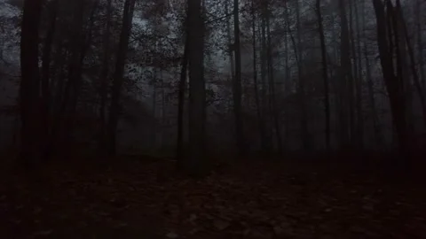 German Forest at night time #3 Stock Footage 165744165