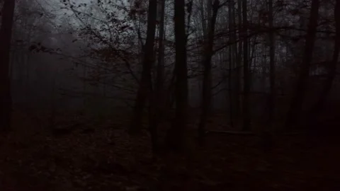 German Forest at night time #4 Stock Footage 165744859