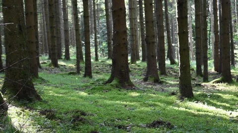 German forest in summer with grass and moss - camara turning right Stock Footage 139131560