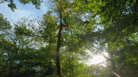 German Forest With Sun Through Forest Stock Footage 162836278