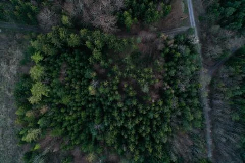 German Forest top down Stock Photos