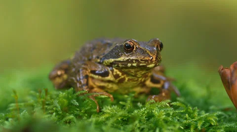 A German Frog Looking Right Into The Camera And Is Moving Stock Footage 37207950