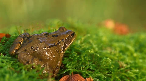 A German Frog On Moss Close Up Stock Footage 37208044