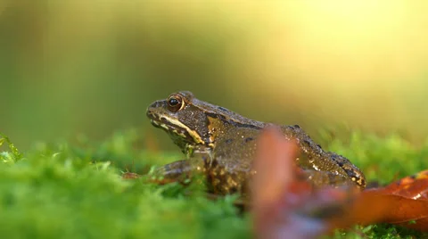 A German Frog On Moss Close Up Sideview Video stock 37208076