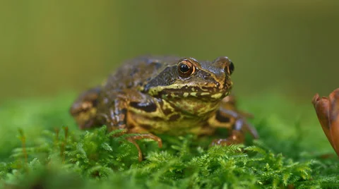 A German Frog Sitting On Moss And Jumping Away Video stock 37208107