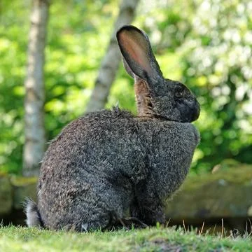 German giant rabbit  Stock Photos