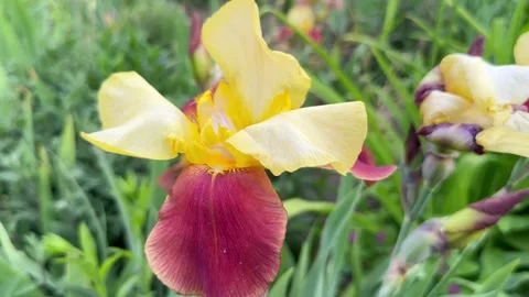 German golden iris Stock Footage 243426456