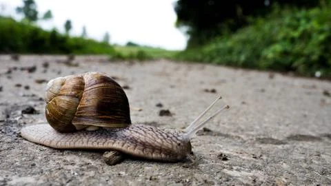 German grapevine snail Stock Photos