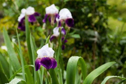German iris in full bloom in the rain Stock Photos