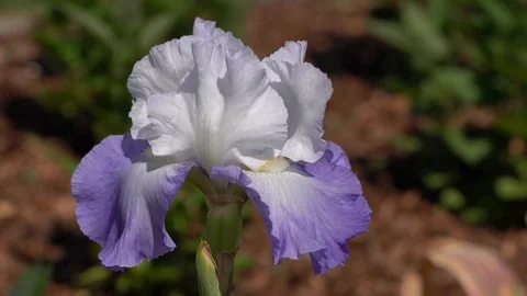 German iris, Iris barbata Stock Footage 102563841