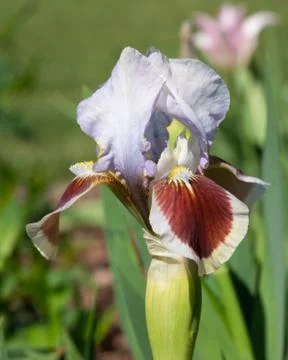 German iris, Iris barbata-nana Stock Photos