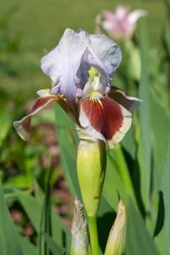 German iris, Iris barbata-nana Foto stock