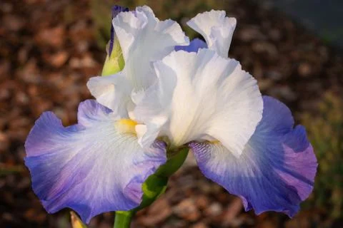 German iris, Iris barbata Stock Photos