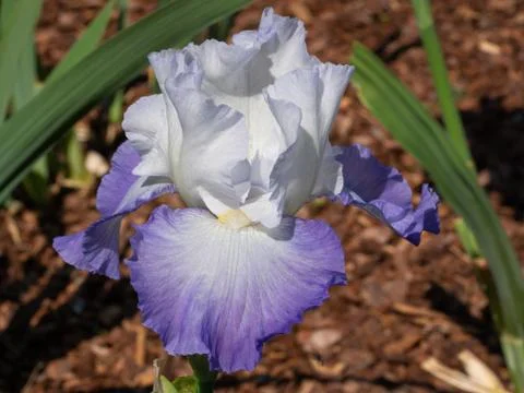 German iris, Iris barbata Stock Photos