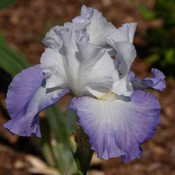 German iris, Iris barbata Foto stock