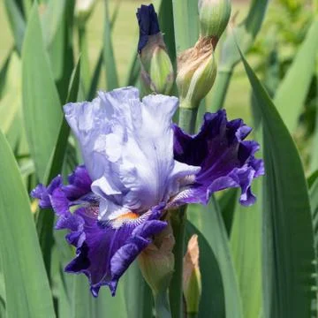 German iris, Iris barbata Foto stock