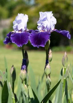 German iris, Iris barbata Stock Photos