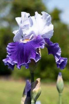 German iris, Iris barbata Stock Photos