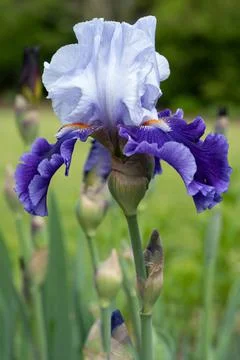 German iris, Iris barbata Stock Photos