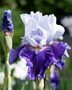 German iris, Iris barbata Stock Photos